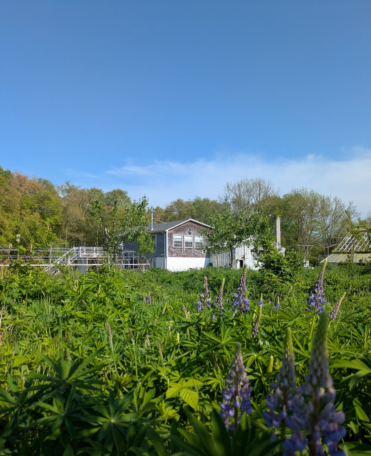 A small guesthouse is set against a clear blue sky, surrounded by lush green grass and blooming wildflowers. Trees and vegetation add to the natural scenery, while the house features multiple windows that offer a glimpse of the interior.