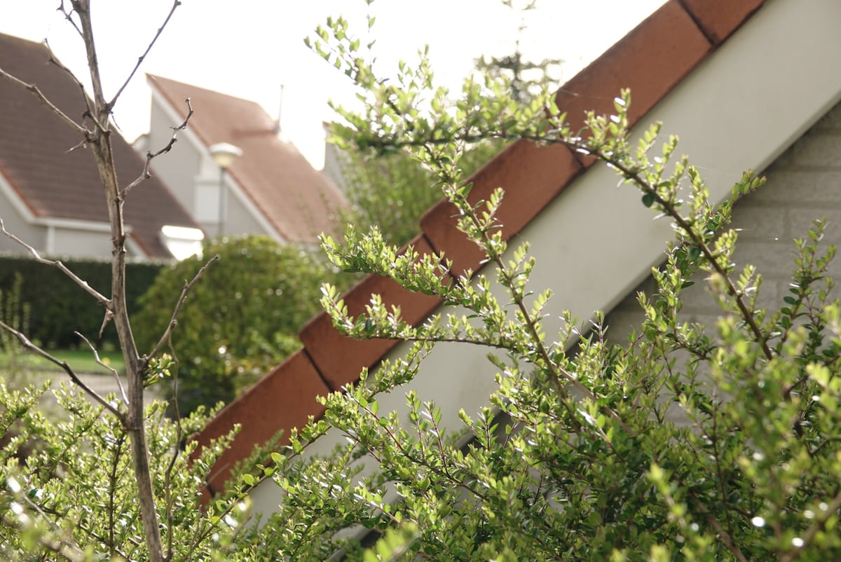 Lush green foliage frames a section of a building, highlighting its sloped roof with terracotta tiles. Sunlight bathes the scene, creating a bright and serene atmosphere among the residential surroundings.