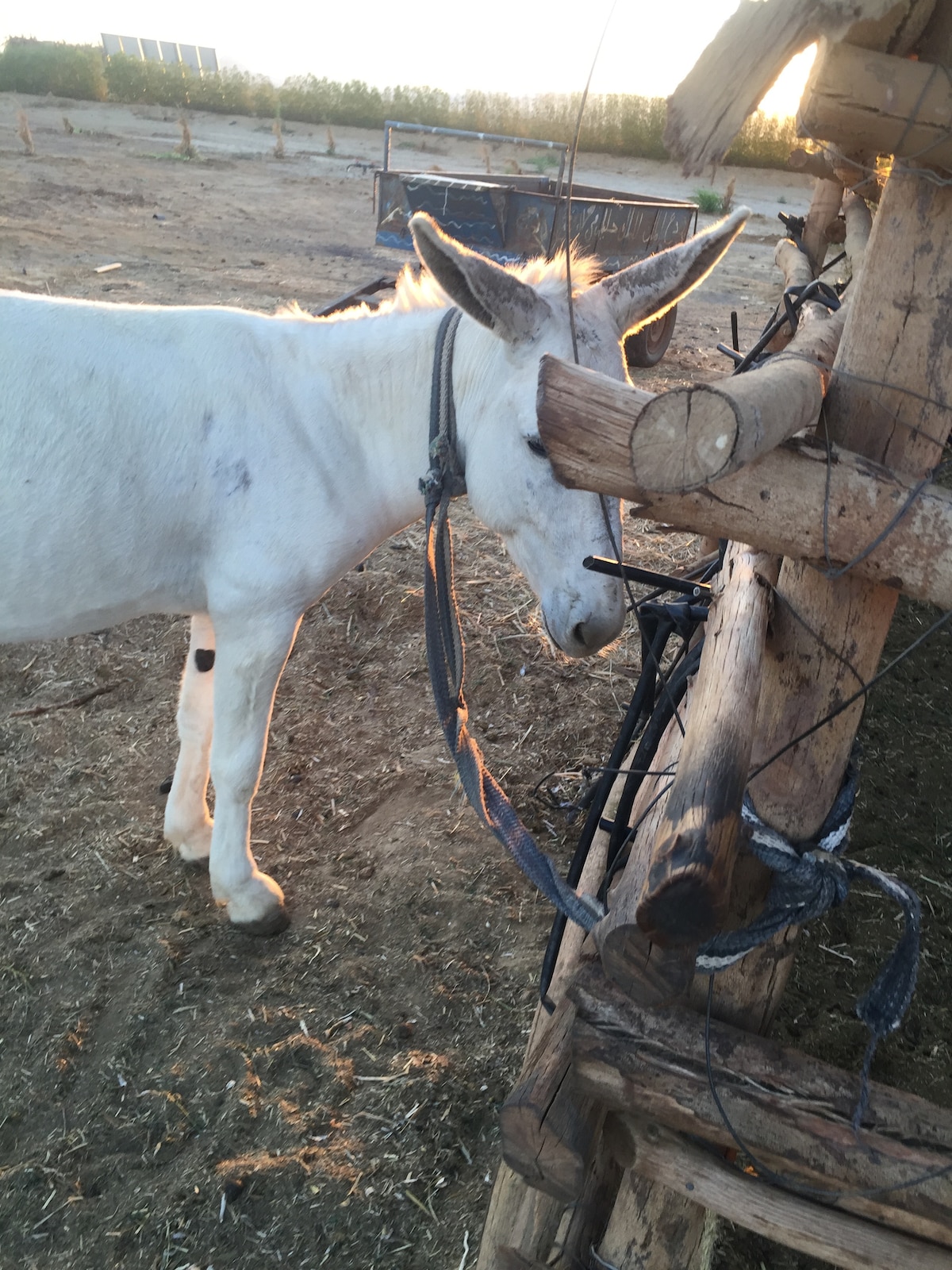 A white donkey is seen tied to a rustic wooden structure, surrounded by bare earth and sparse vegetation. The animal's gentle demeanor is evident, and the warm glow of the evening sun can be observed in the background.