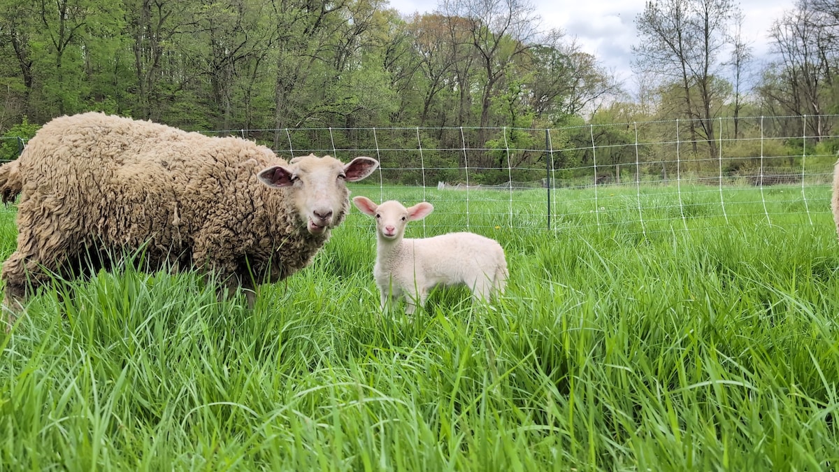 A woolly adult sheep stands beside a small, light-colored lamb, both positioned in a lush green pasture. Tall grass surrounds them, and a fence line is visible in the background among trees. Soft clouds are scattered across the sky, hinting at a tranquil day.