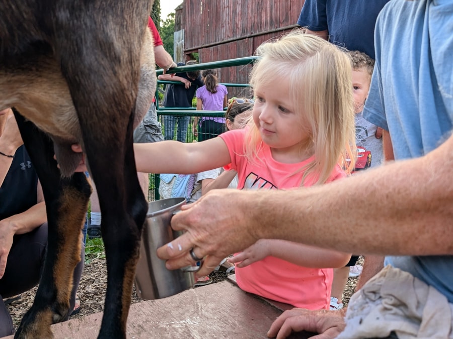 A young child is seen interacting with a goat, holding a milking jar while positioned underneath the animal. Surrounding individuals observe the activity, contributing to a lively farm atmosphere. The scene captures a hands-on experience in animal care, showcasing the joy of farm life.