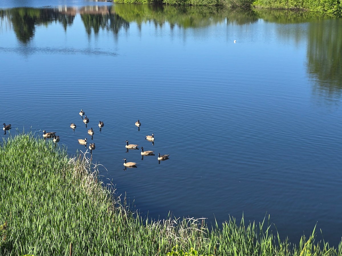 A calm lake scene features several ducks swimming peacefully in the clear blue water. Lush green grasses line the shoreline, with vibrant reflections of trees in the background. The serene atmosphere is enhanced by rippling water patterns created by the gentle movement of the ducks.