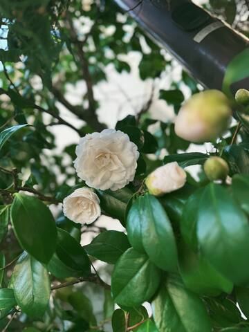 67 电车1站到新宿/初台新装修/100平米别墅/4个房间 gallery image 5