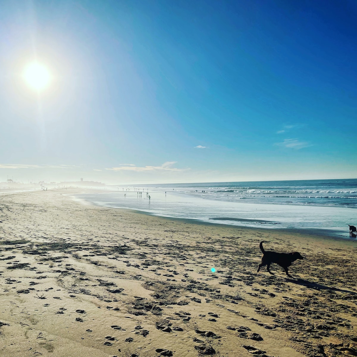 A sandy beach stretches along the coastline, featuring gentle waves lapping at the shore. Sunlight glimmers on the water's surface, creating a bright atmosphere. A black dog walks along the wet sand, with people enjoying the beach in the distance.