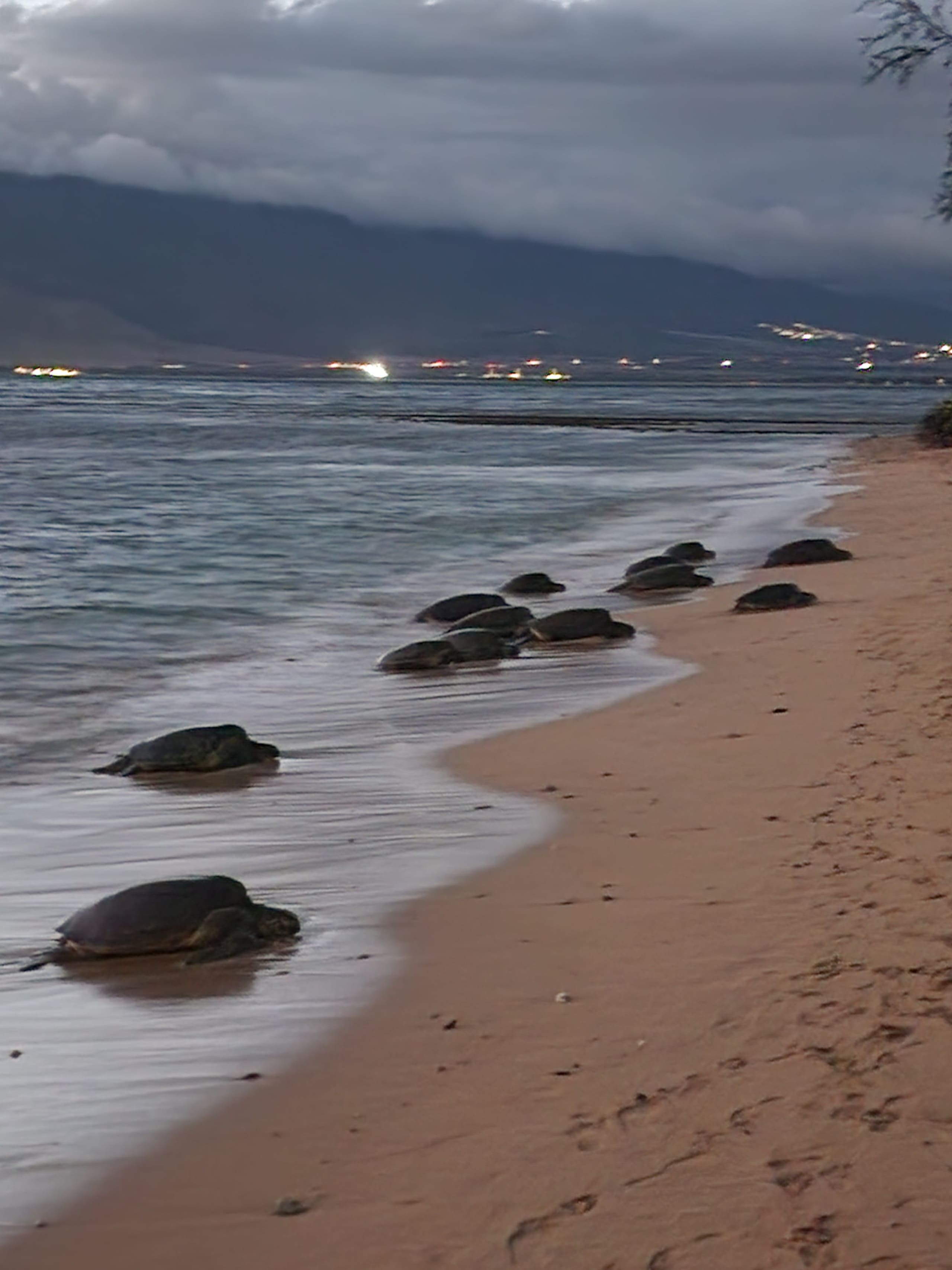 Let's Do Sunset On Maui! 1 Minute Walk to Beach - Image 28