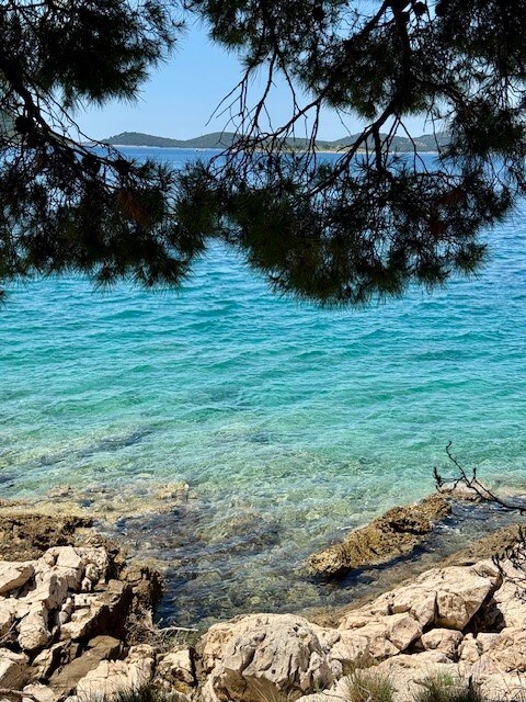 Crystal-clear water is visible through the branches of a pine tree, revealing a tranquil coastline with rocky and pebbly areas. The calm sea reflects shades of blue and green, creating a serene atmosphere amidst natural surroundings.