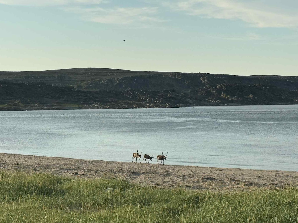 A serene landscape depicts four reindeer walking along a sandy shore, with calm water reflecting the sky. Rolling hills are visible in the background, showcasing a natural setting that emphasizes the tranquility of the scene.