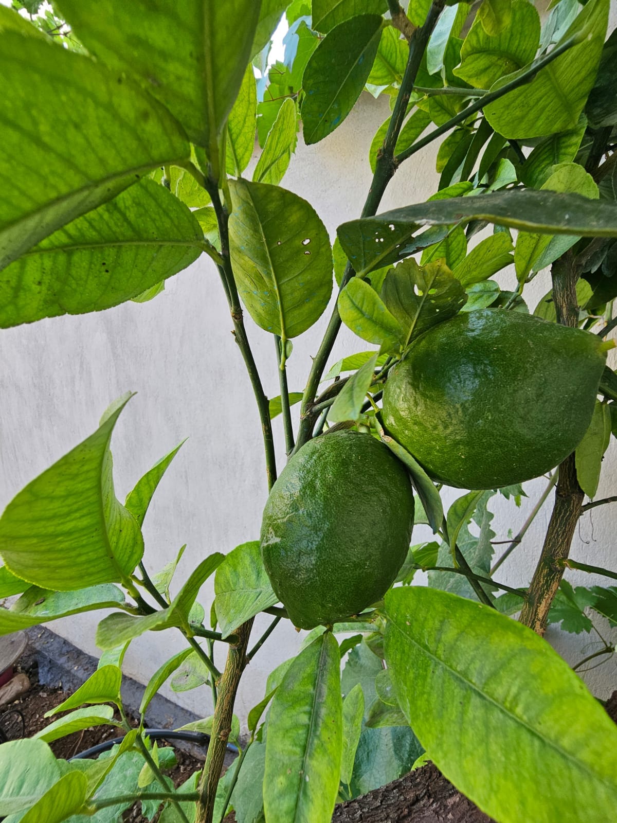 Two green citrus fruits hang from a slender branch surrounded by vibrant green leaves. The background features a light-colored wall, creating a fresh and natural setting.