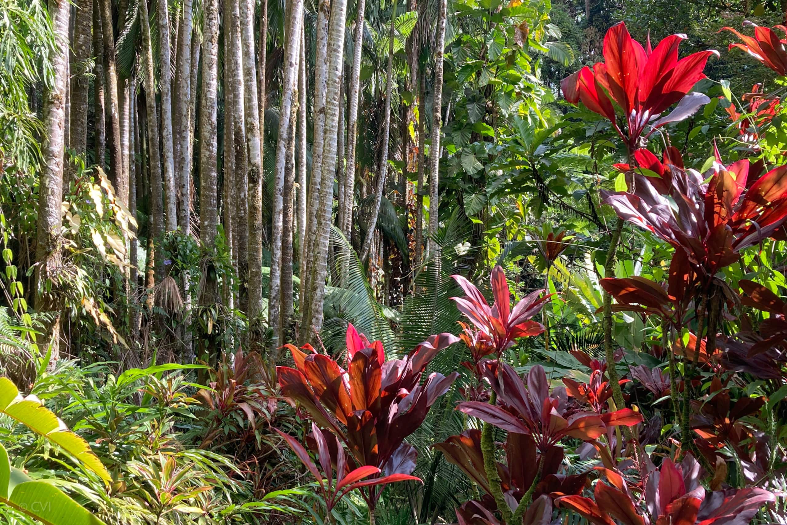 Beachfront Spectacular 1brm Mauna Loa Shores - Image 22