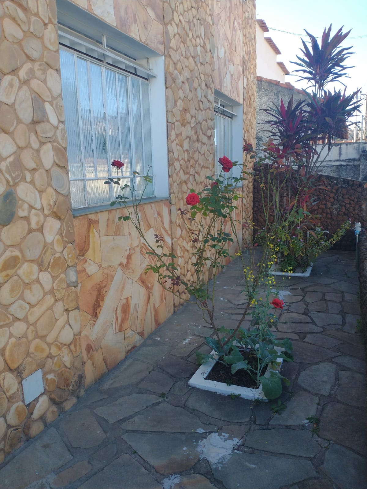 A stone pathway leads alongside a textured exterior wall, adorned with potted plants and blooming roses. Lush greenery and colorful foliage create a natural border, while large windows allow natural light to brighten the area.