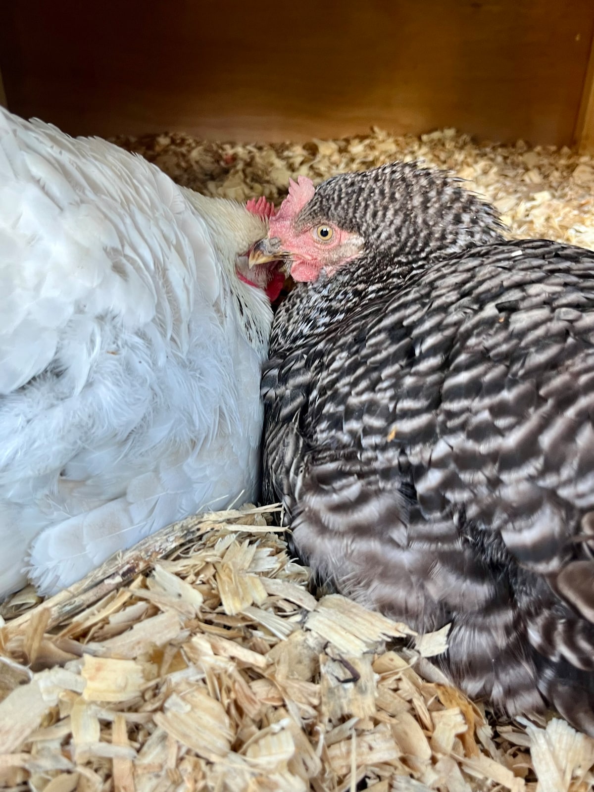 Two chickens are nestled close together, resting in a cozy wooden enclosure filled with soft wood shavings. One chicken has dark striped feathers, while the other is predominantly white. Their calm demeanor emphasizes a serene atmosphere within their environment.