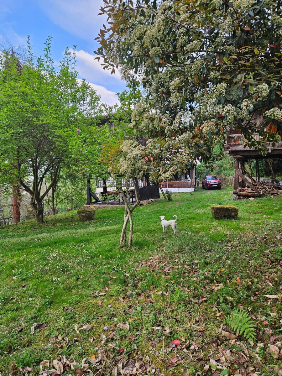 A grassy outdoor area is surrounded by trees and shrubs, creating a natural, serene environment. A small dog is seen exploring the yard. In the background, a wooden structure and a parked car are visible, contributing to a sense of home.