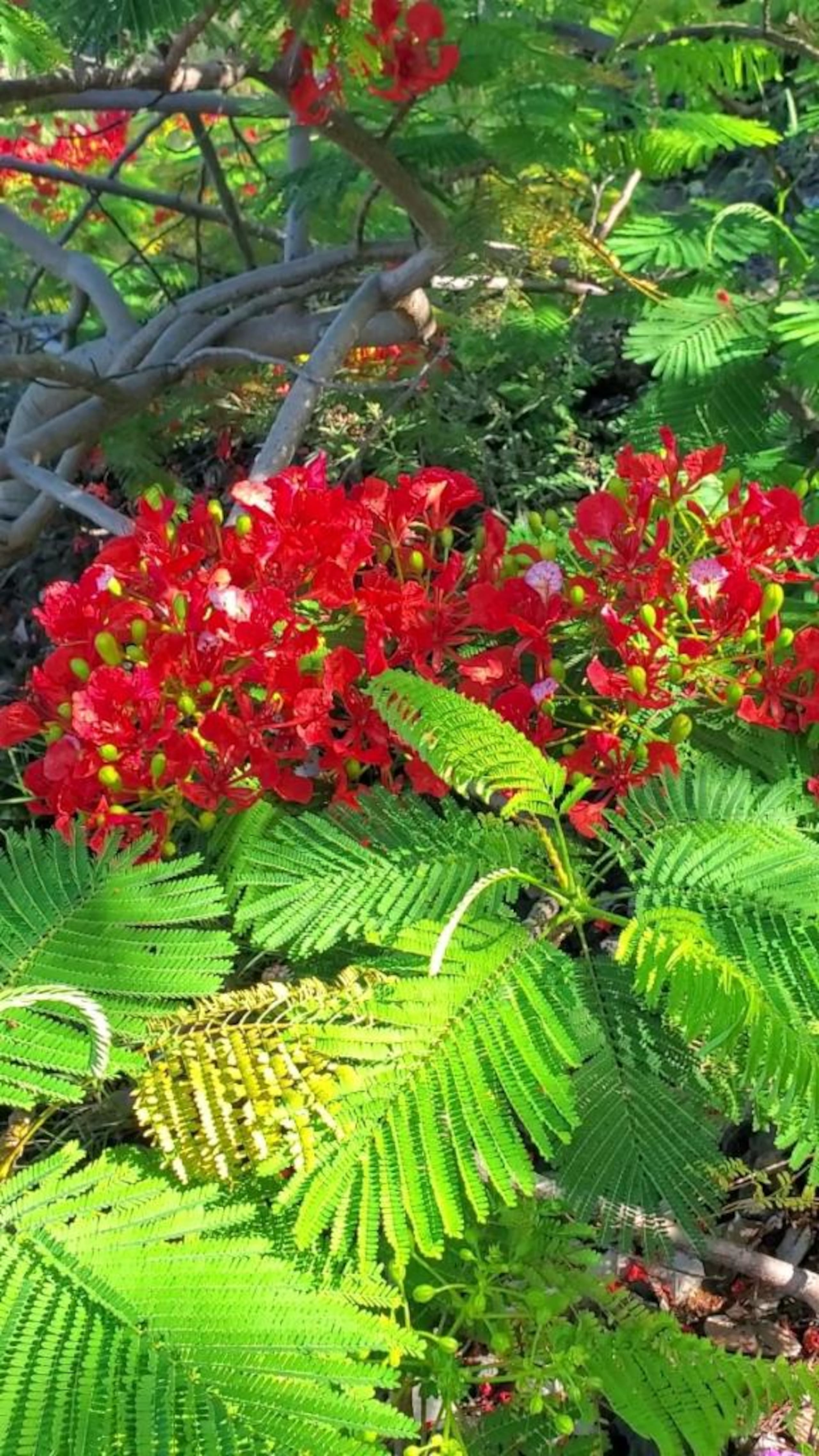 Breathtaking Ocean Views of Kona Coastline - Photo 14