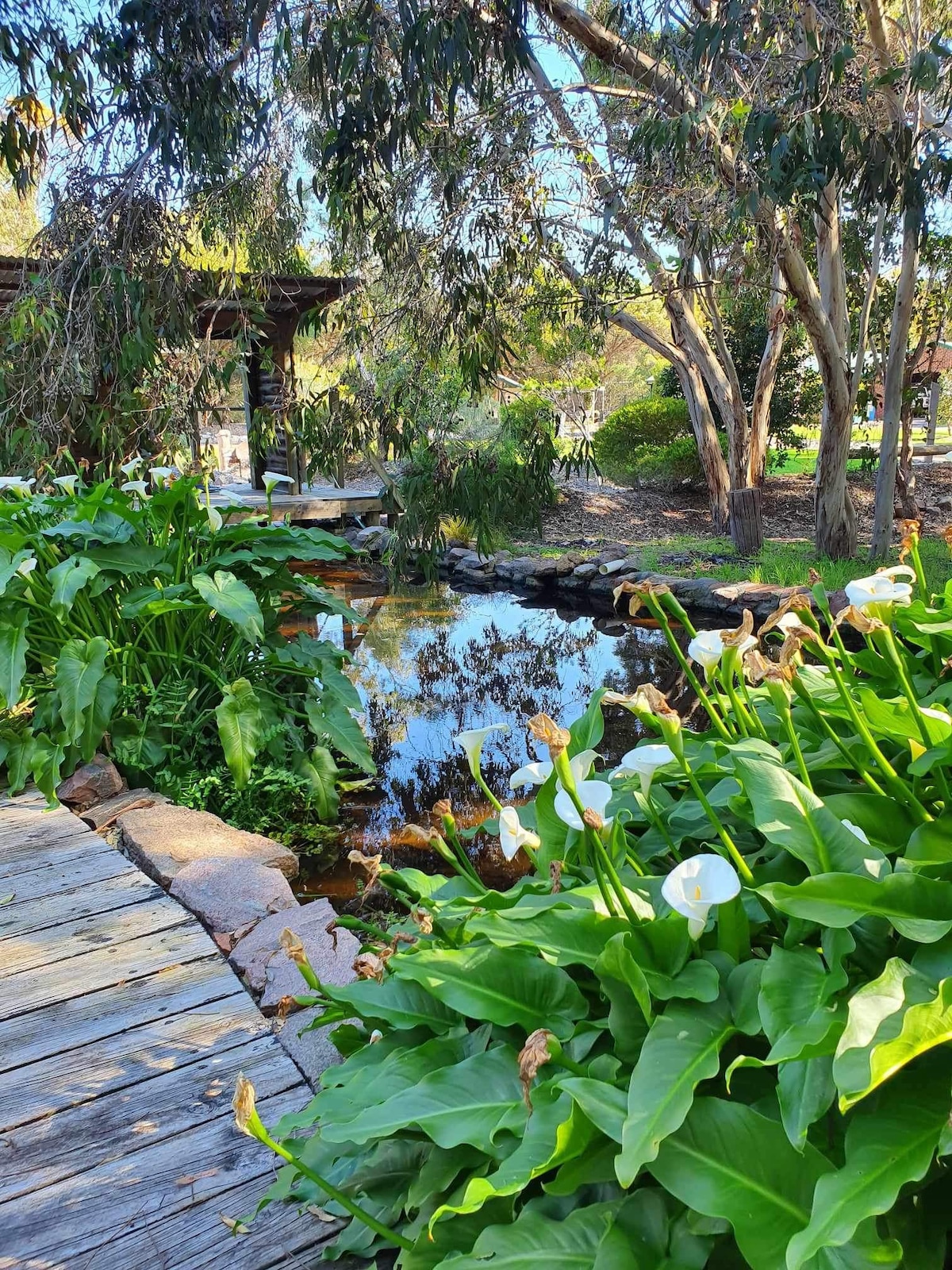 A peaceful pathway made of wooden planks leads through lush greenery, with vibrant calla lilies in the foreground. A calm pond reflects the surrounding trees and sky, enhancing the tranquil atmosphere of the garden.