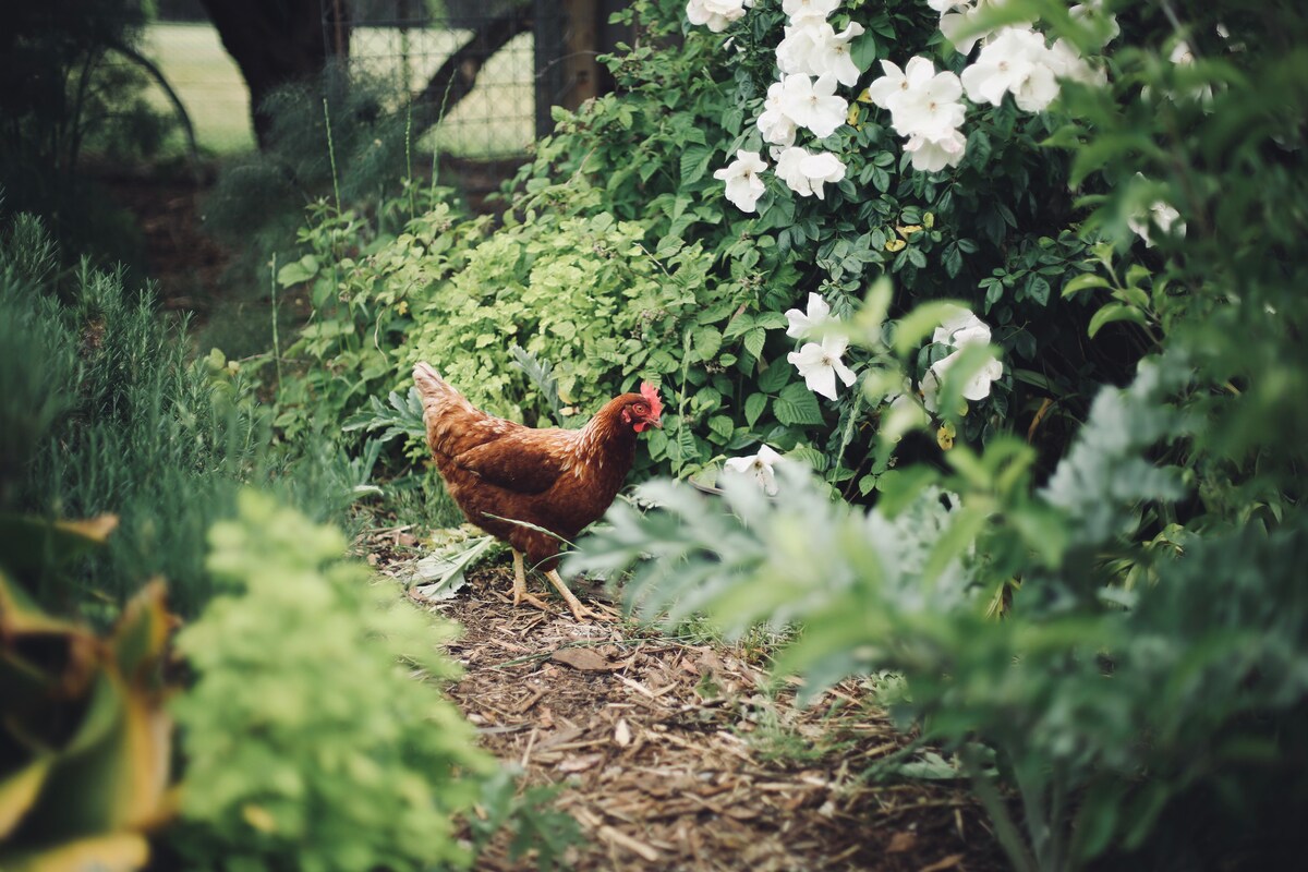 A brown hen forages among lush greenery and white flowering shrubs. The garden is filled with various plants, providing a vibrant and natural setting. Soft, earthy tones dominate the scene, creating a tranquil outdoor space.