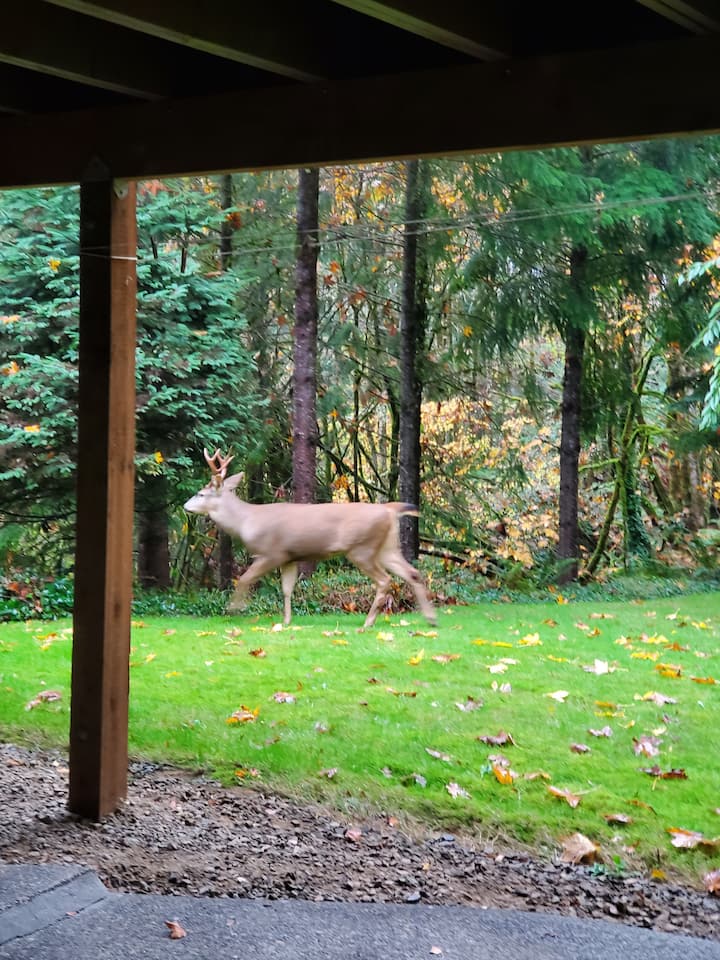 Kelso Holiday Rentals & Homes Washington, United States Airbnb