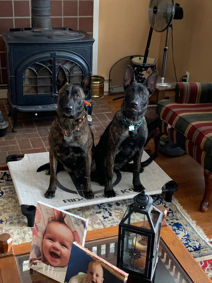 เชพเพิร์ดชาวดัตช์ 2 คนของเราซีน่าแม่และ MIngo ลูกสาว