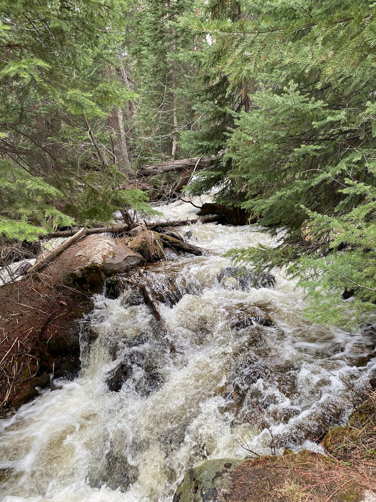 A flowing creek is surrounded by dense green foliage. The water rushes over rocks and logs, creating white-capped waves. Trees stand tall on either side, contributing to a natural, unspoiled landscape.