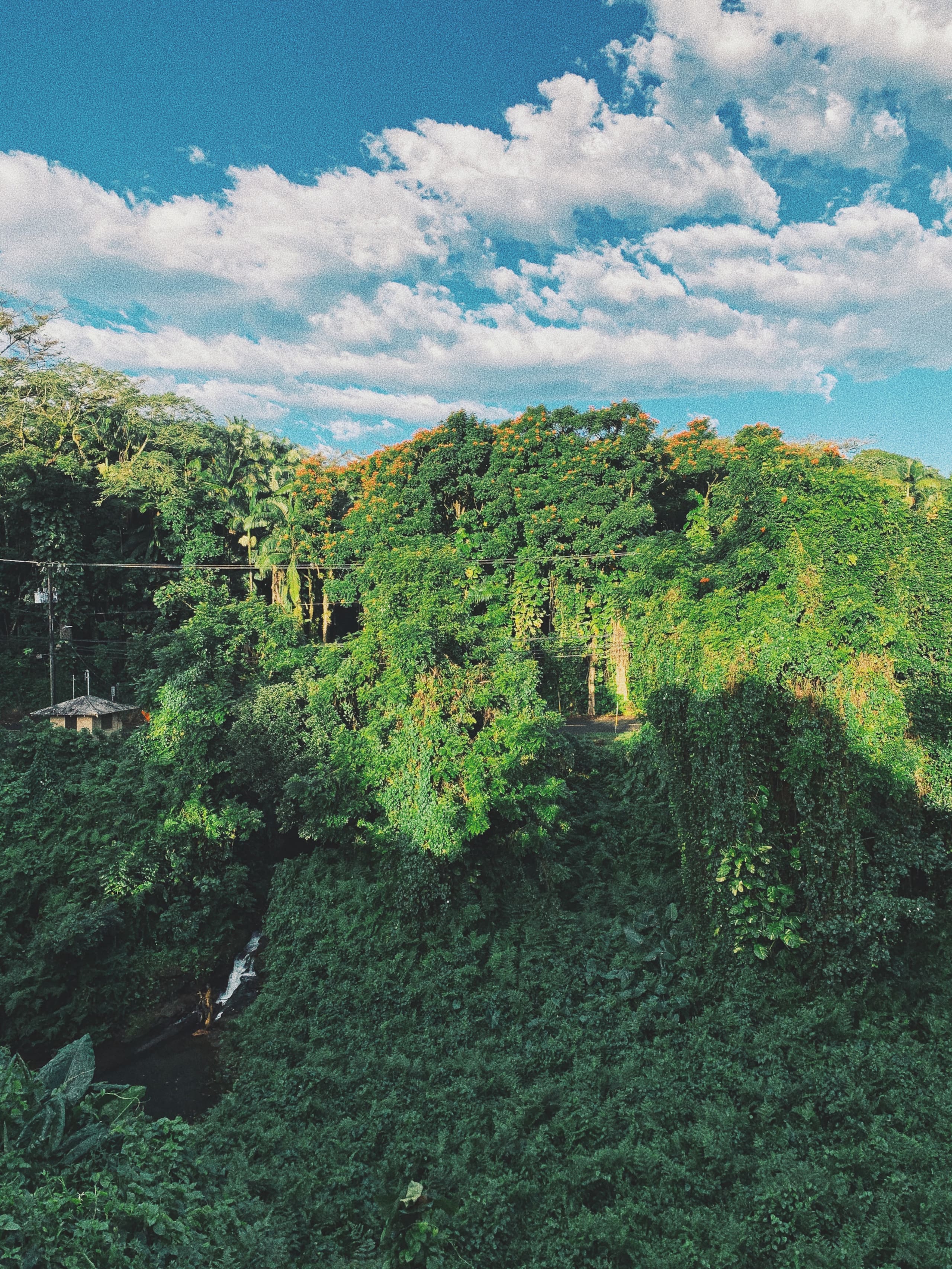 Waterfall Views - B&B One Mile from Downtown Hilo - Photo 15