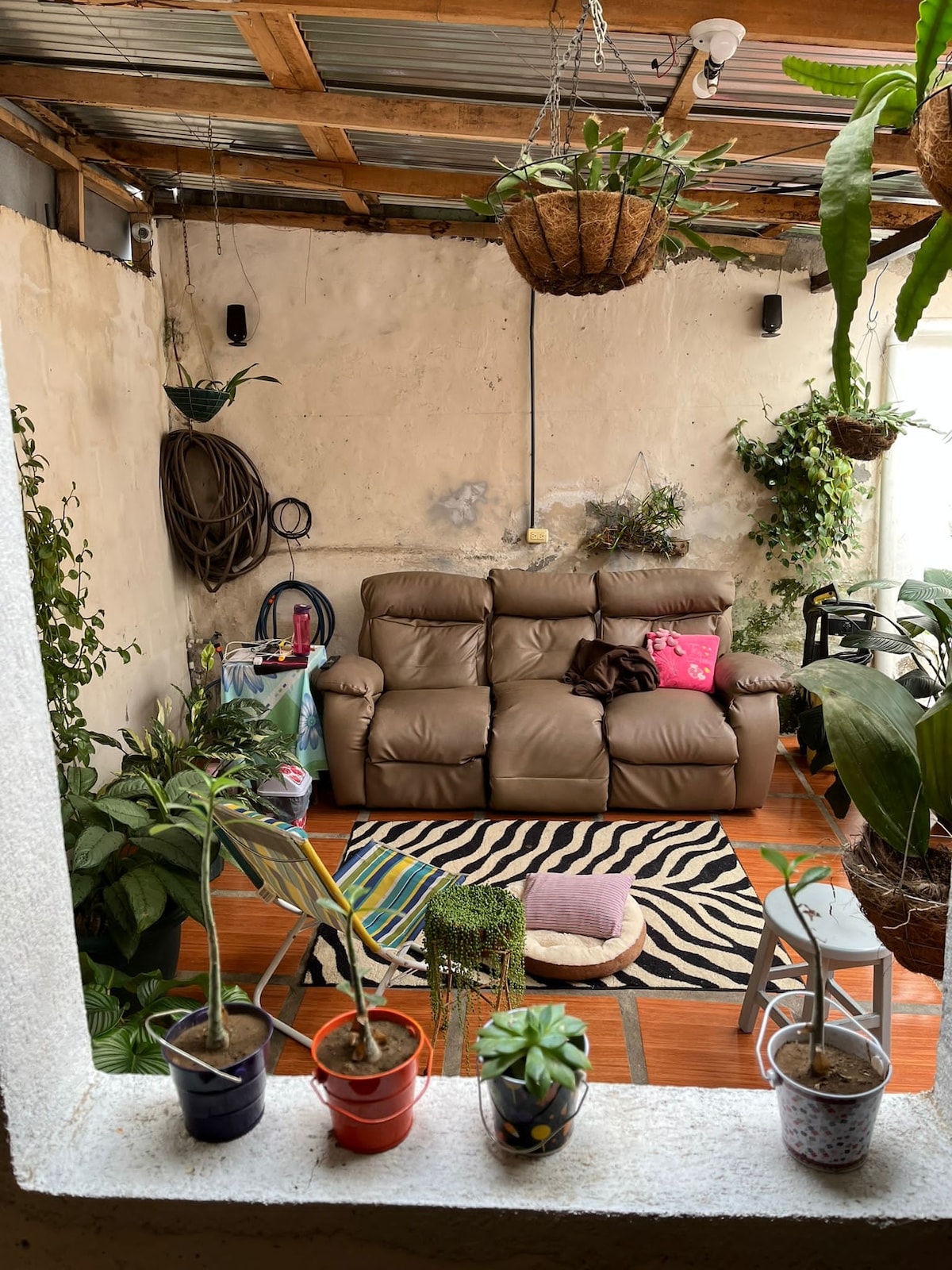 A cozy living space features a brown sectional sofa adorned with a pink cushion. An array of indoor plants is arranged throughout the room, complemented by a vibrant striped rug and black and white patterned floor. Pots of various plants are placed on the windowsill.