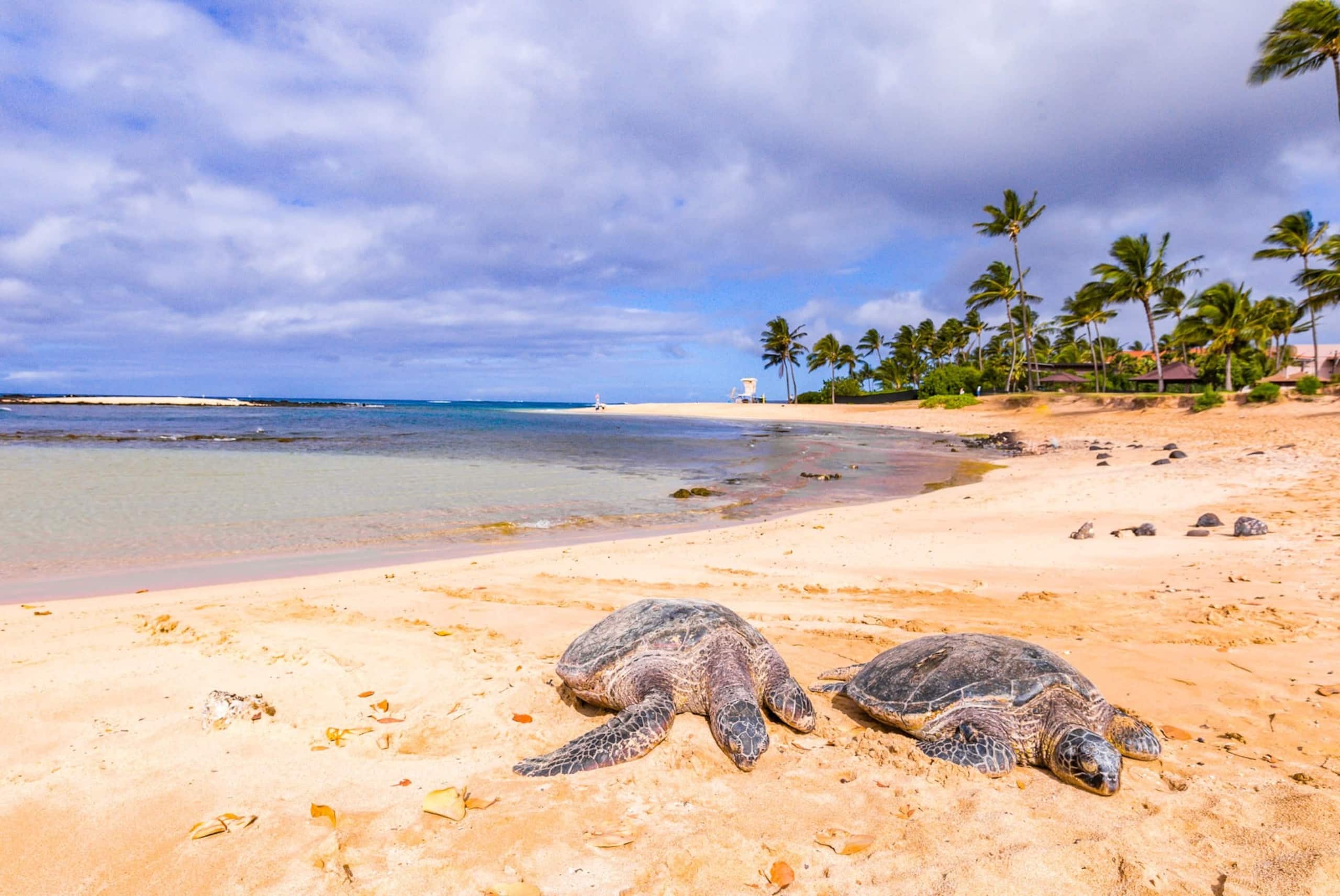 Condo in Koloa · ★4.83 · 2 bedrooms · 4 beds · 2 baths - Photo 31