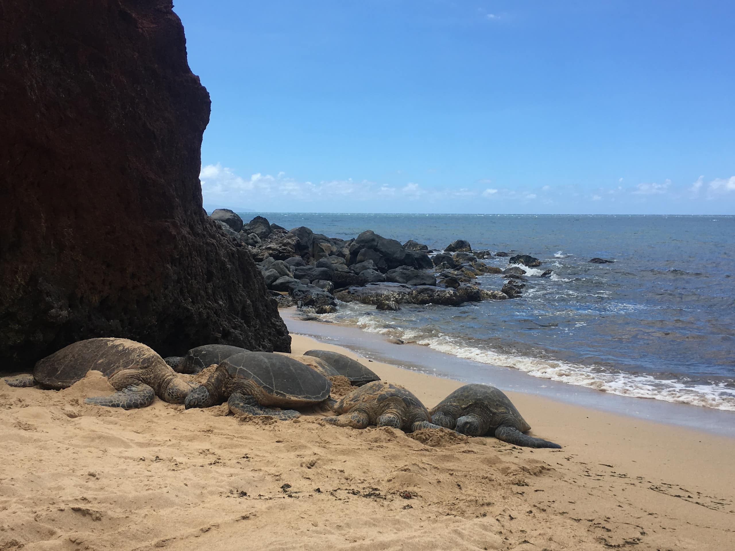 Condo in Kihei · ★4.86 · 1 bedroom · 2 beds · 1 shared bath - Image 43
