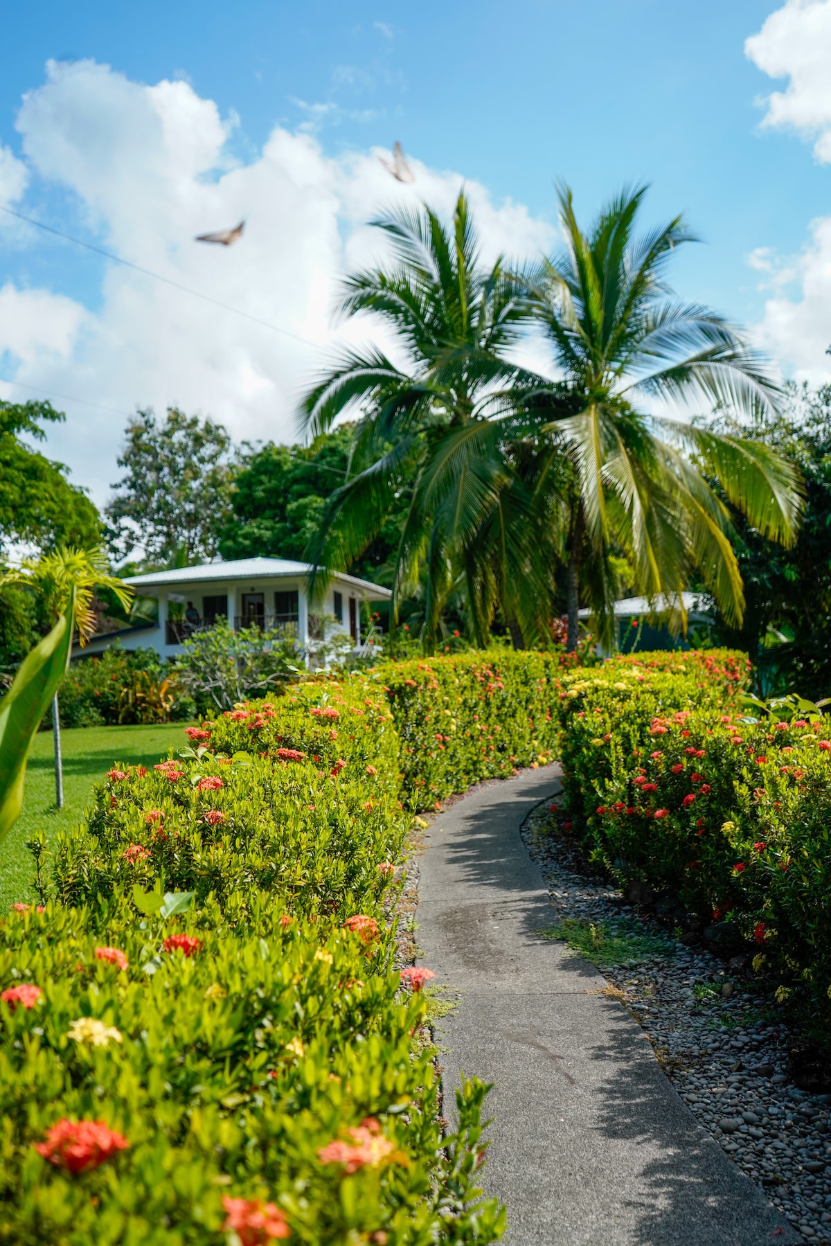 A winding stone pathway leads through lush green foliage and vibrant flower beds. Tall palm trees and diverse landscaping frame a charming villa in the background, contributing to the serene outdoor atmosphere. Bright blue skies and soft clouds complete the tropical setting.