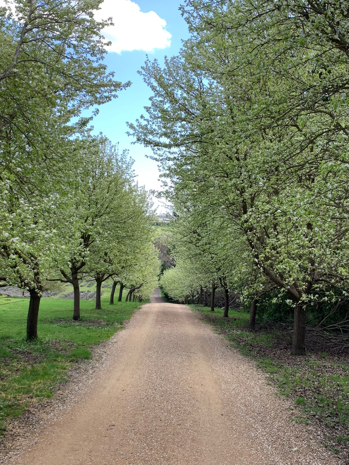 A gravel path stretches through a tree-lined avenue, bordered by lush greenery. Young trees with sprouting leaves create a serene canopy overhead, inviting a sense of tranquility. Bright blue skies peek through the branches, enhancing the peaceful rural scenery.