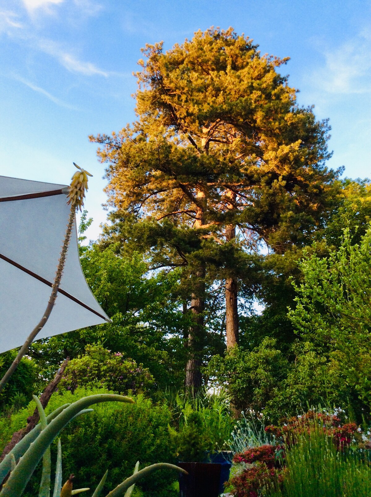 A tall, sunlit tree stands prominently in a lush garden, surrounded by various greenery and colorful plants. An umbrella's edge is visible in the foreground, adding to the serene garden ambiance.