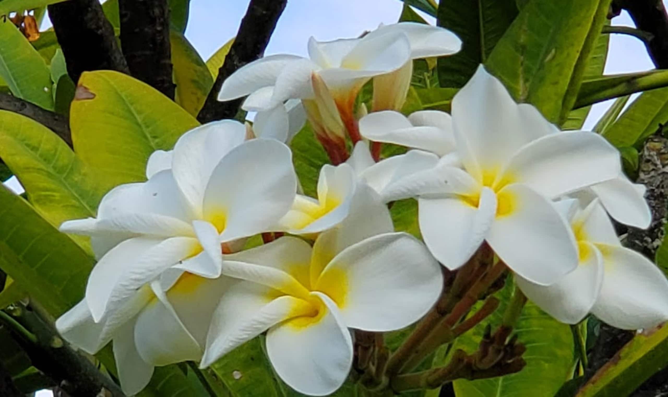 Condo in Kailua-Kona · ★4.61 · 2 bedrooms · 3 beds · 1 private bath - Image 3