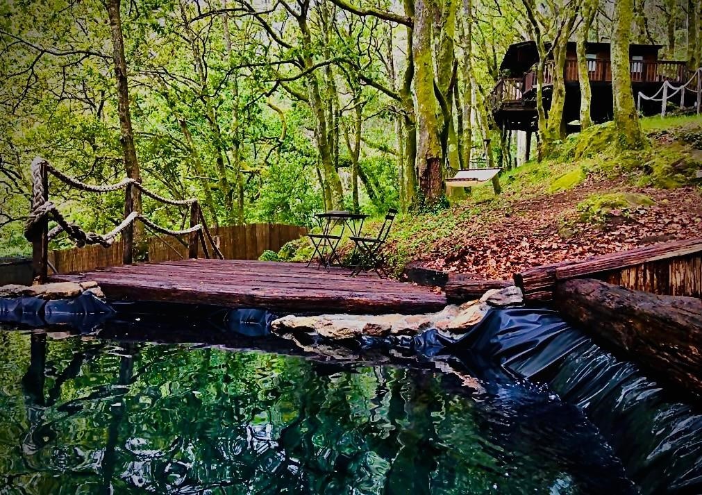 A natural spring pool is seamlessly integrated into the wooded surroundings, with clear water reflecting the vibrant greenery. A wooden deck features a small table and chairs, while a cabin is elevated among the trees, offering an inviting retreat in nature.