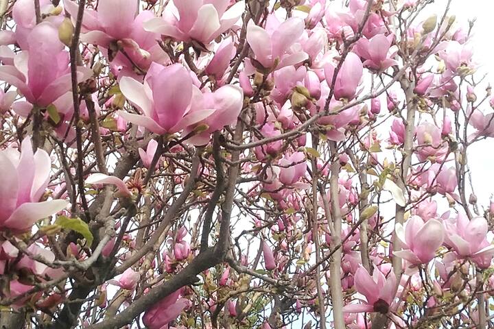 POOL HOME near Disneyland or Temporary Housing gallery image 4