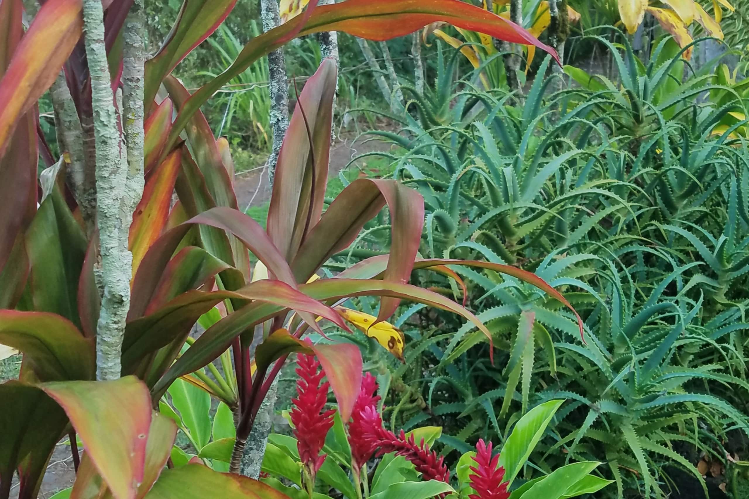 Stylish beach house a short walk to Koloa fun! - Photo 11