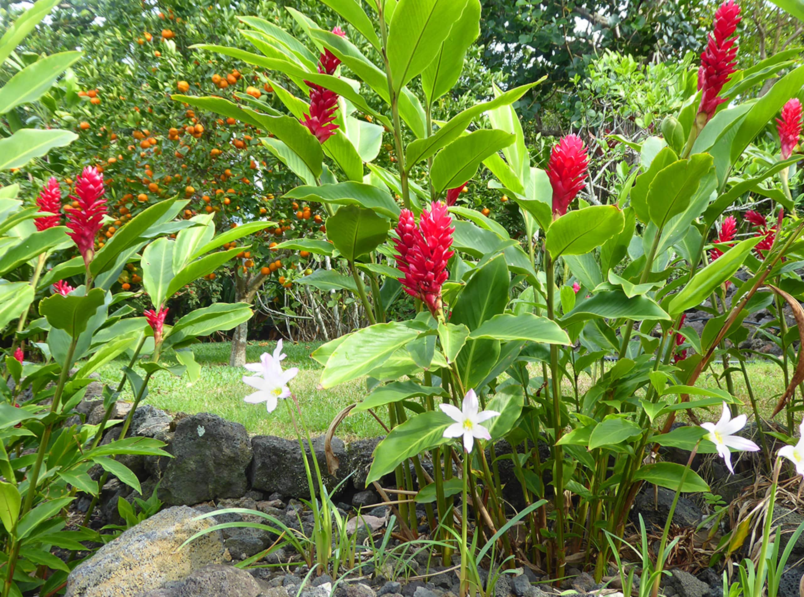Home in Kailua-Kona · ★4.92 · 2 bedrooms · 3 beds · 1.5 private baths - Image 6