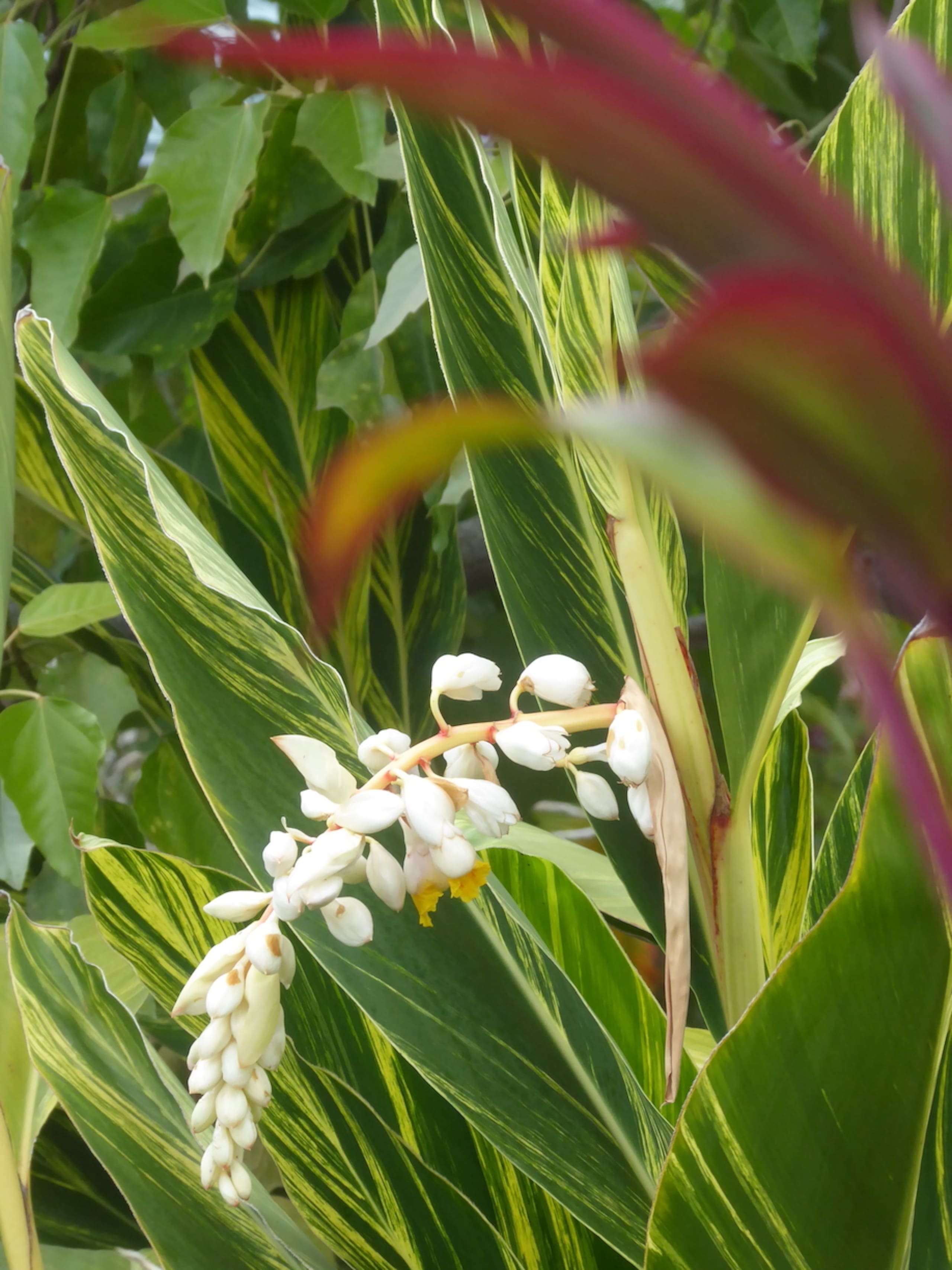 Home in Kailua-Kona · ★4.92 · 2 bedrooms · 3 beds · 1.5 private baths - Image 8