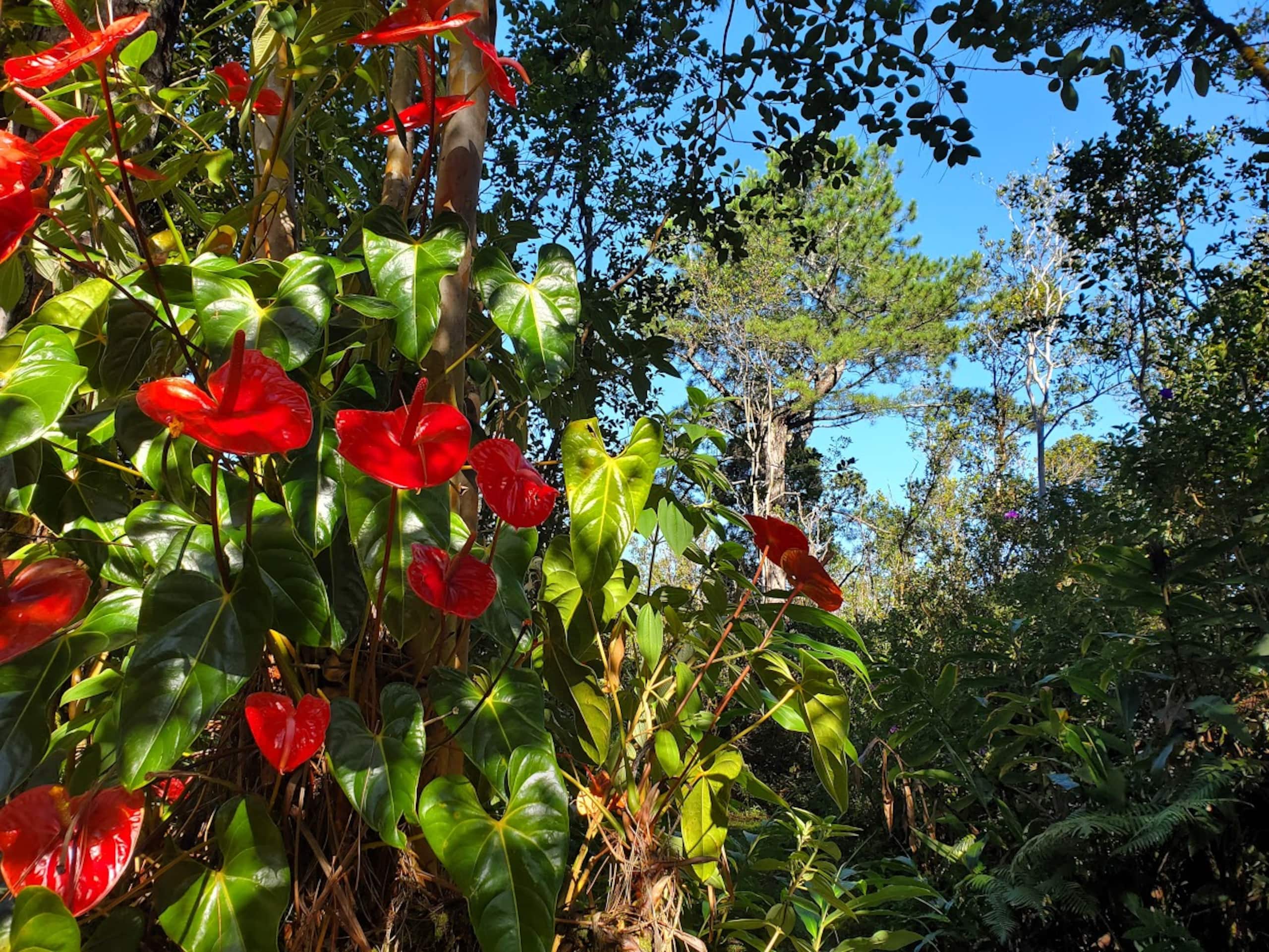 Guesthouse in Volcano · ★4.98 · 1 bedroom · 1 bed · 1 private bath - Image 37