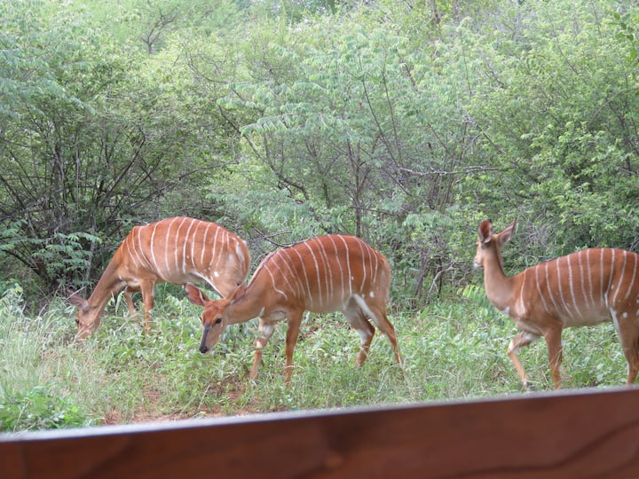 最安値 Nkanyi House Villas - Park Kruger near estate wildlife on 温室・飼育ケース