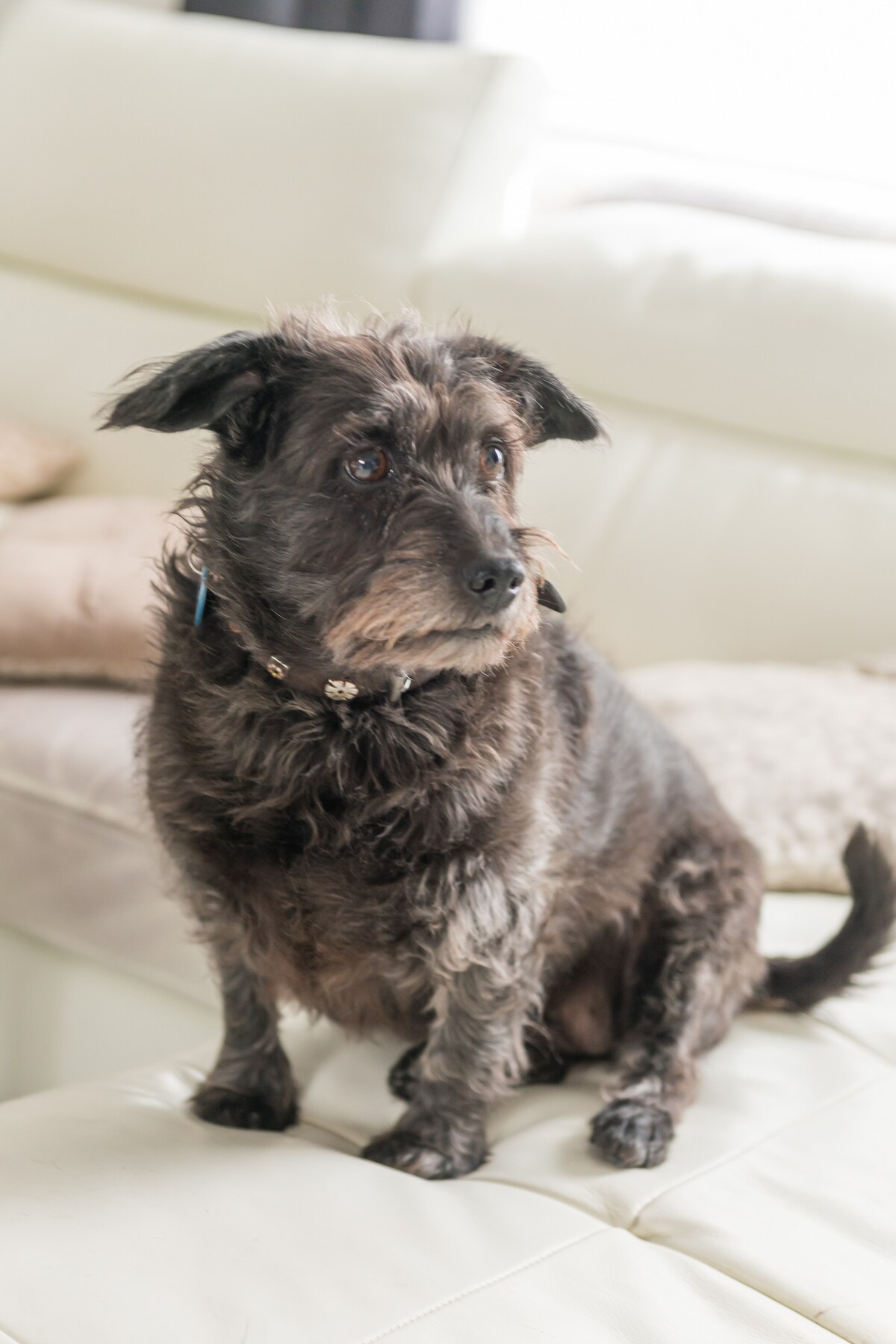 A small, furry dog with a scruffy coat is seated on a light-colored sofa. The dog's attentive expression suggests curiosity, with its ears perked up and eyes focused ahead. Soft textures and neutral tones of the surrounding decor provide a cozy atmosphere.