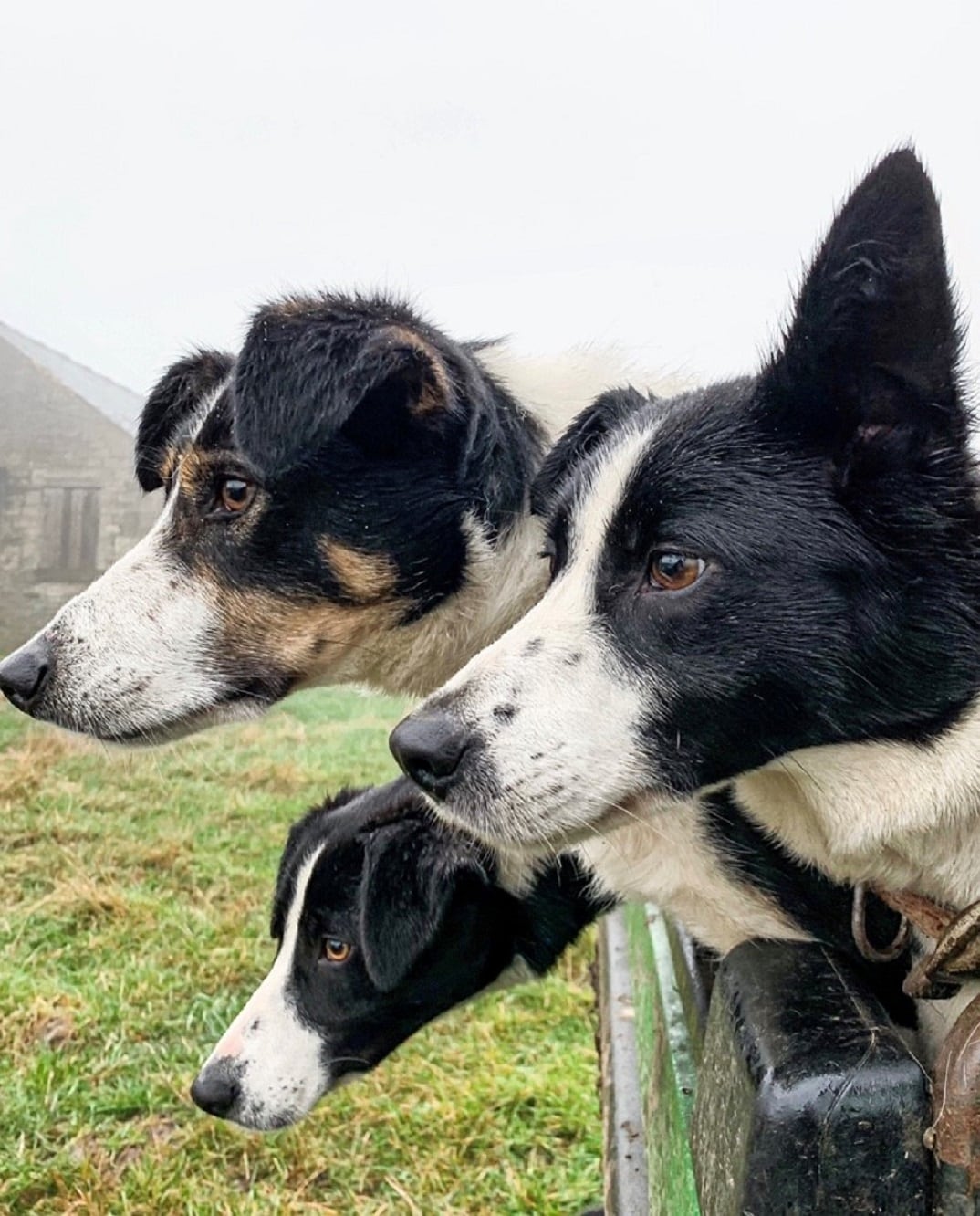 Three black and white dogs are depicted, framed by a blurred green field. The dogs display attentive expressions, with their heads resting on the edge of a fence. A rural building is visible in the background, partially obscured by fog.