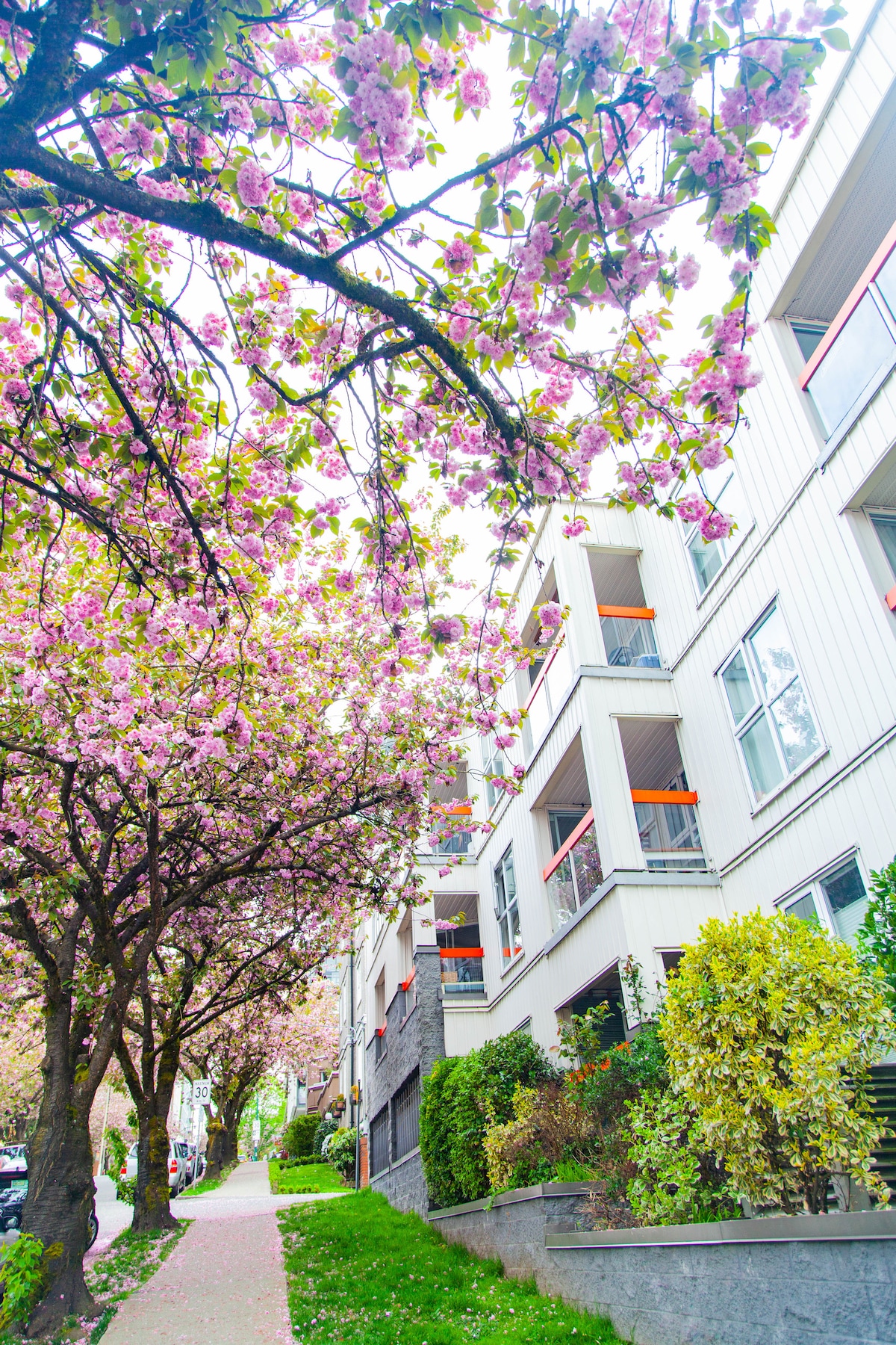 A gently sloping sidewalk is lined with blooming cherry blossom trees, their vibrant pink flowers creating a colorful canopy. The multi-story building in the background is framed by greenery, with balconies featured on each level, offering an inviting view of the outdoor landscaping.
