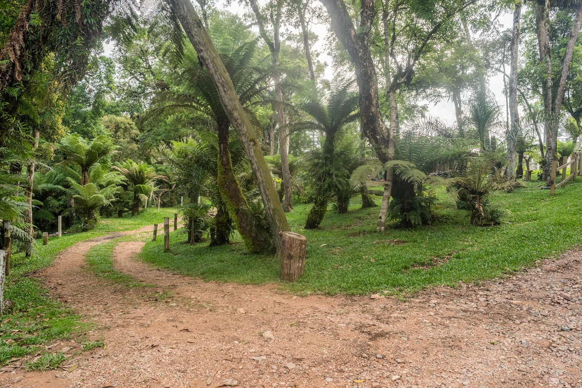 A winding dirt path is surrounded by lush greenery, featuring a variety of trees and ferns. The natural landscape offers a serene atmosphere, with an inviting mix of sunlight and shade filtering through the leaves.