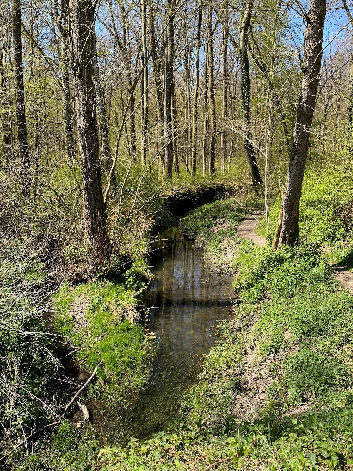 A serene forest landscape features a gently flowing stream surrounded by lush green foliage. Tall trees rise on either side, their branches reaching upward, while grassy banks frame the water, reflecting the sunlight filtering through the canopy. A tranquil pathway meanders nearby.