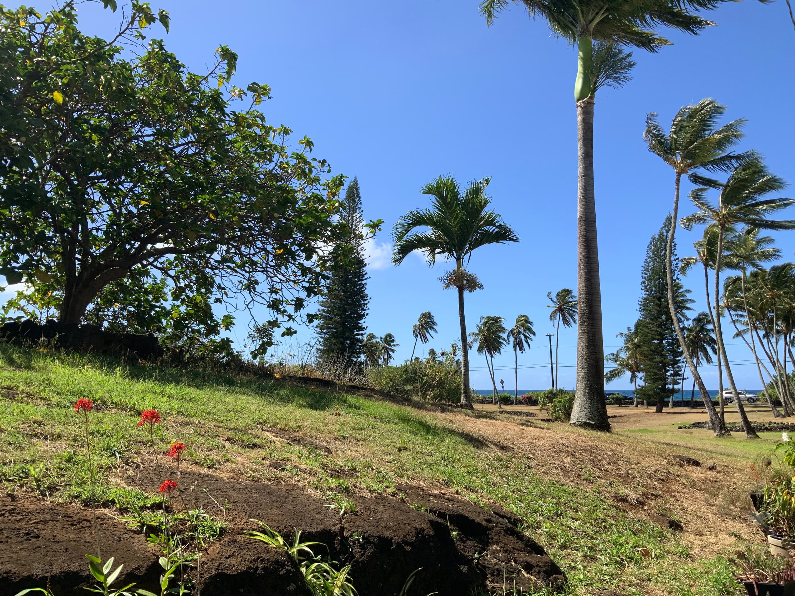 Prince Kuhio Quiet, Private, End Unit-Ground Floor - Photo 5