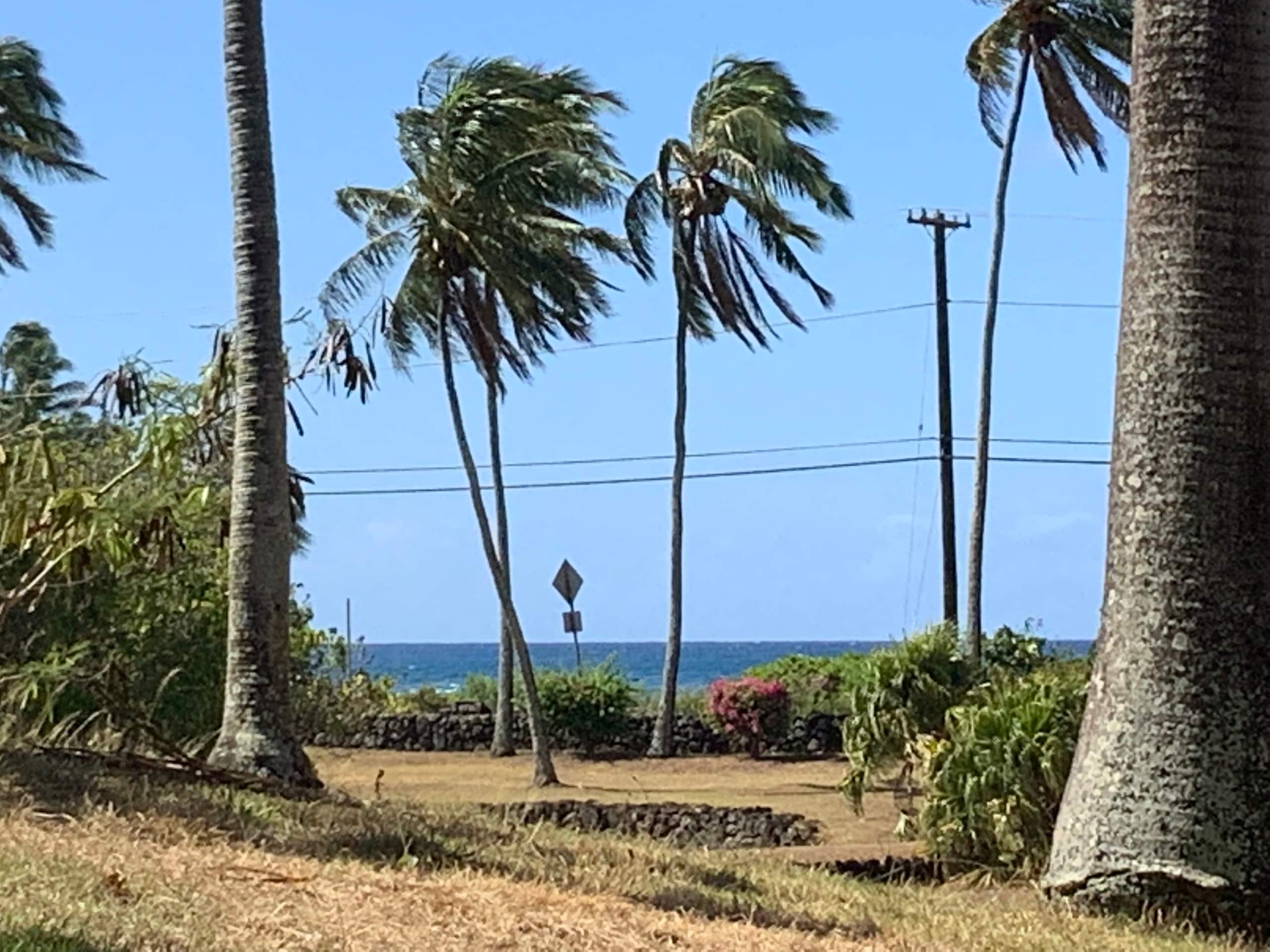 Prince Kuhio Quiet, Private, End Unit-Ground Floor - Photo 6