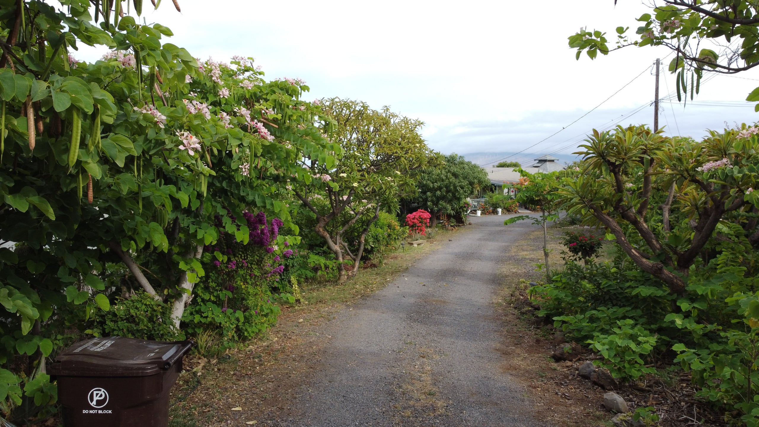 South Maui Oceanview Solo Cottage - Photo 111