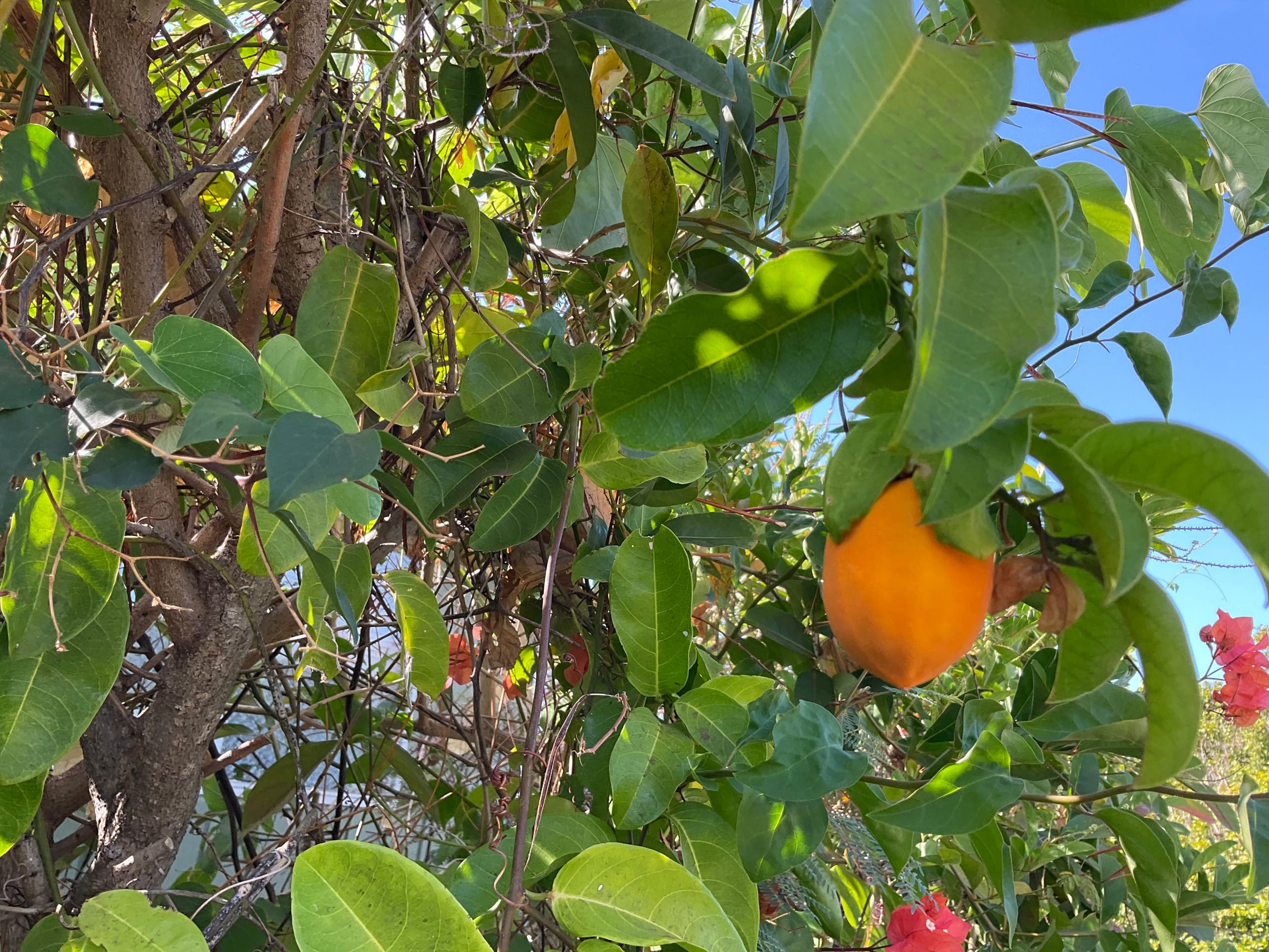 South Maui Oceanview Solo Cottage - Photo 124