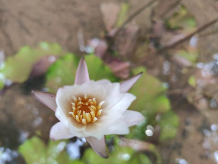 Spring Lotus