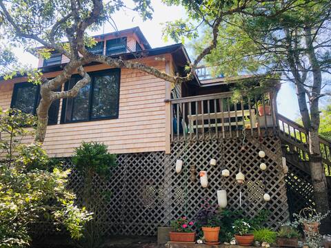 Magical Tree House On Secluded End of Island