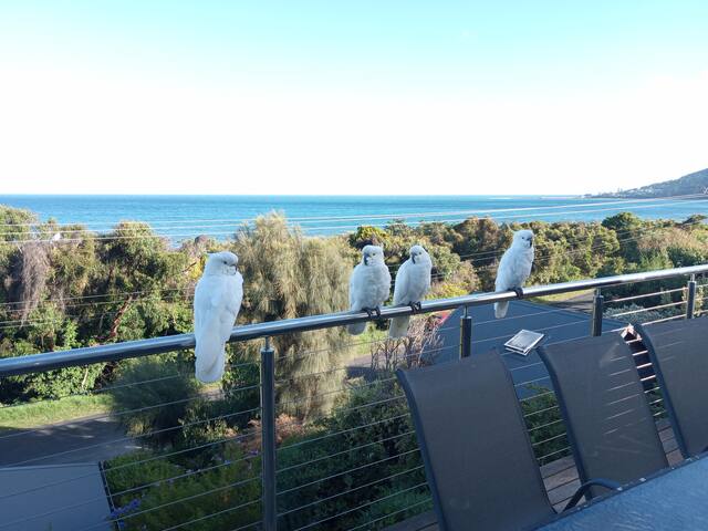 Lorne Ocean Front Escape gallery image 4