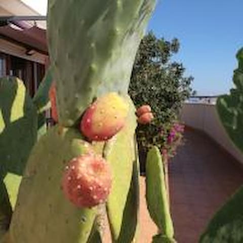 IsolaAzzurra prestigioso attico vista mare